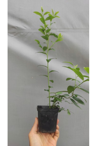 Лохина Пінк Лимонад горщик п9